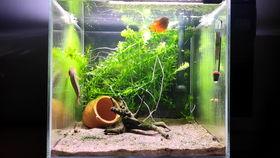 黄吞鱼吃瓜,揭秘娱乐圈的“瓜田”趣事