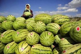 沙瓜怎麽吃
